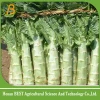 Fresh vegetables export suppliers with best price asparagus lettuce from china
