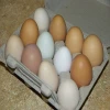 Fresh White & Brown Chicken Eggs , Fresh Table Eggs