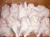 Import Frozen Chicken Leg Meat Boneless Skinless from Thailand