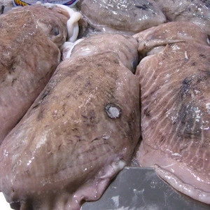 Frozen Cuttlefish Whole Round,Cleaned Whole Round Frozen Cuttlefish,Baby Cuttlefish Cleaned reasonable prices