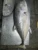 Import frozen trevally fish whole seafood from China