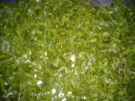 FROZEN WASABI