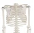 Gelsonlab  HSBM-047 Human Body Model 85Cm Human Body Skeleton Model Medicine Anatomy Model Teaching Supplies Medical Teaching