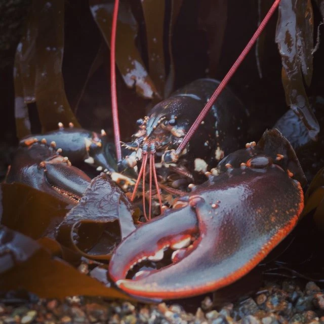 Gidney lobsters, Frozen & Raw, JUMBO Claw/Knuckle, HPP