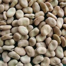Golden Supplier of peeled dry broad beans