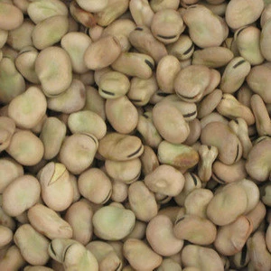 Grade AAA Broad Beans