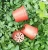 Import Green Gardening Supplies Simple bicolor Plastic Plants Flower Pot from China