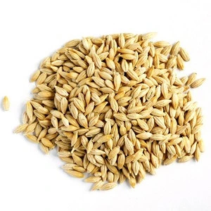 High Quality Barley
