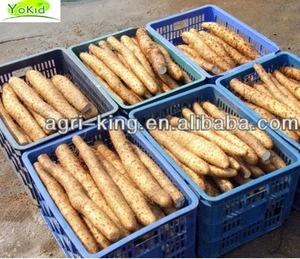 High Quality Chinese Fresh Yams For Sale