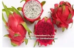 High quality fresh dragon fruit from Viet Nam0084935027124