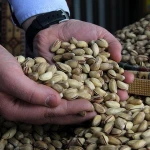 High Quality Pistachios, Cheap Pistachio Nuts