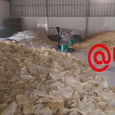 HIGH QUALITY SUN DRIED PANGASIUS FISH MAW  WITHOUT CHEMICALS  HIGH COLLAGEN CONTENT OIL FREE
