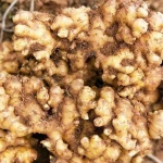 (HOT) ginger/ yellow ginger/Small, fresh ginger of YUNNAN PROVINCE
