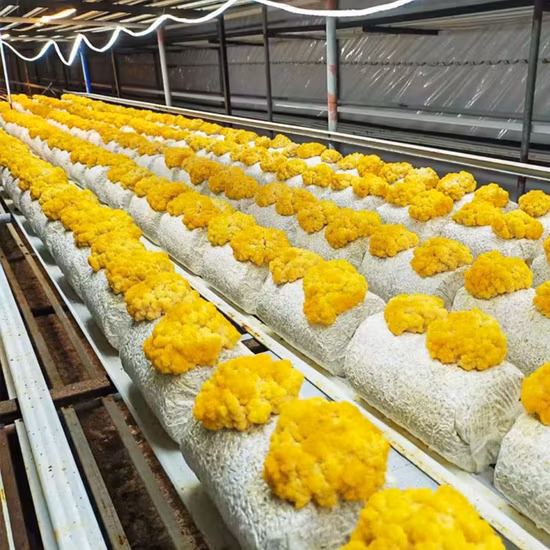 Hot Sale Mushrooms Hydroponic Shipping Container Farm Hydroponics Shipping Containers Mushrooms in Turkey