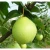 Import IQF fruits super fresh And Frozen boxing Pears for sale from China