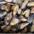 Import IQF Half Shell Frozen Mussel from China