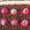 Live Lithops Pink Conophytum red Burgeri Indoor Plants For Nursery Natural Mini Succulent Ornamental Plant
