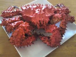 Live Red King Crabs,live blue crab,russian king crab