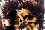 Live Sea Urchin