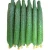 Import long  cucumber from China