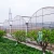 Import Low-Cost Commercial Plastic Film Multi-Span greenhouses from China