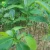 Low price sweet flavor Artocarpus heterophyllus jackfruit seedling fruit