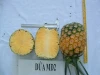 MD2 FRESH PINEAPPLES for sale