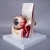 Import Medical anatomy Human Eye Model with Orbit ( 10 parts) on medical science teaching for hospital from China