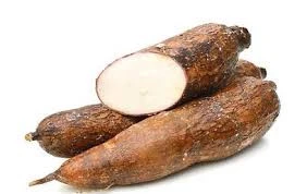 Native Tapioca / Cassava