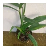 New arrival wholesale natural plant bamboo live plant