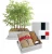 Import New arriving dawn redwood bonsai forest DIY seed starter kit for Indoor decoration from China