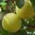 Import new crop China fresh golden pear for sale from China