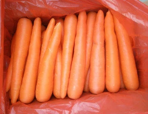 New Crop Fresh Carrot 80-150g