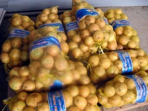 New crop Fresh Yellow Onion, red onion export from china