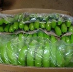 New Harvest Fresh Green Cavendish Banana