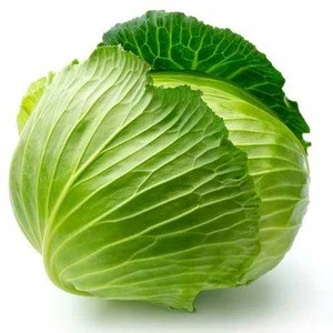 New Harvested Fresh Cabbage With HACCP