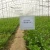 Import organic fertilizer---Bacillus megaterium to change soil quality from China