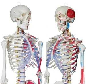 PeaceTec PTM-110 muscle painting painted anatomical anatomy replica Life Size Human skeleton model