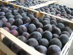 Plums Black Amber