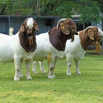 Pure Breed Boer Goats Export to China, India, Thailand