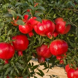 PURE FRESH Pomegranate