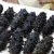 Import Quality Dried Sea Cucumber from Philippines