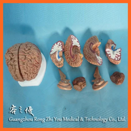 R050109 Medical Teaching Human Brain Anatomy Model