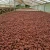 Import Raw Roasted Vietnam Trinitario Cocoa Beans - UTZ Standard from Netherlands