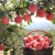 Import Redleofu Organic fresh fuji red apple from China