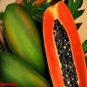 Solubility no less 95% dry papaya powder papaya seed powder for sale
