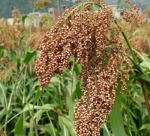 Sorghum For Sale