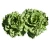 Import Strengthening Protein Lettuce Butter Head Edible Vegetables Seeds from China