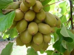 Super and Adorable Fresh Kiwi Fruit from South Africa