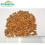 Sweet apricot kernels/ Sweet Almond